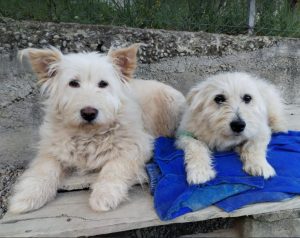 Rosie a cream rescue dog | 1 dog at a time rescue UK