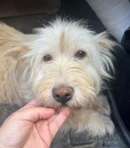 Rosie a cream rescue dog | 1 dog at a time rescue UK