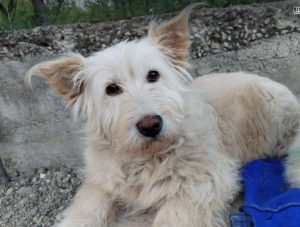 Rosie a cream rescue dog | 1 dog at a time rescue UK