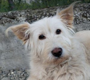 Rosie a cream rescue dog | 1 dog at a time rescue UK