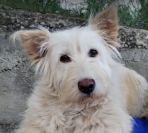 Rosie a cream rescue dog | 1 dog at a time rescue UK