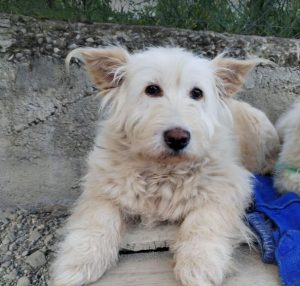 Rosie a cream rescue dog | 1 dog at a time rescue UK