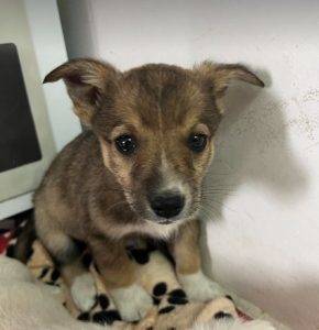 Sadie a brown and white rescue dog | 1 dog at a time rescue UK