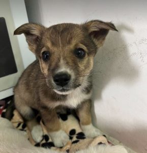 Sadie a brown and white rescue dog | 1 dog at a time rescue UK
