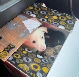 Sadie a brown and white rescue dog | 1 dog at a time rescue UK