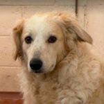 Catie a cream rescue dog | 1 dog at a time rescue UK