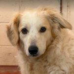 Catie a cream rescue dog | 1 dog at a time rescue UK