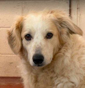 Catie a cream rescue dog | 1 dog at a time rescue UK