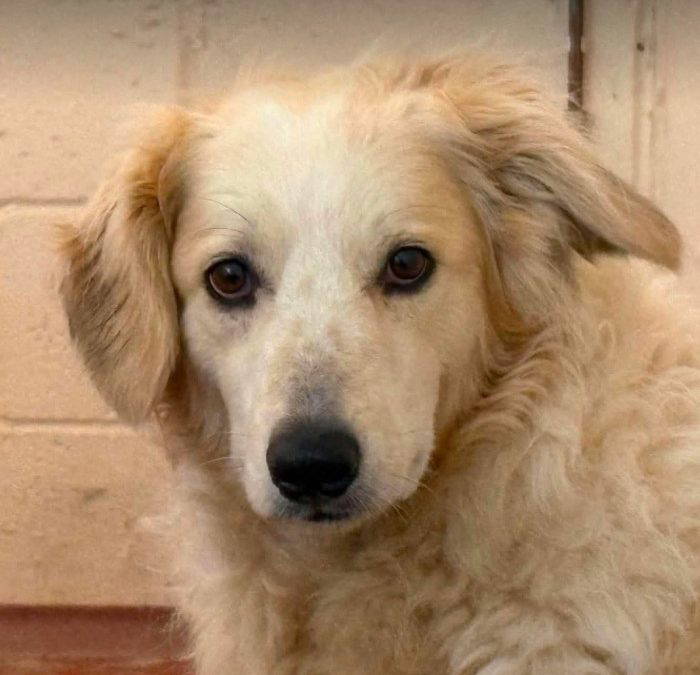 Catie – In UK Foster