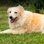 Catie a cream rescue dog | 1 dog at a time rescue UK