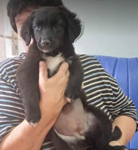 Demi a black rescue dog | 1 dog at a time rescue UK