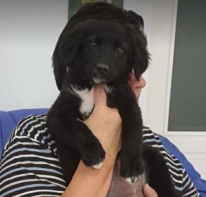 Demi a black rescue dog | 1 dog at a time rescue UK