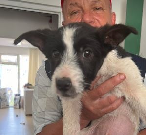 Jamie a black and white rescue dog | 1 dog at a time rescue UK