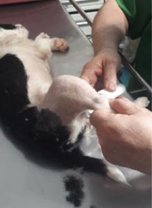 Jamie a black and white rescue dog | 1 dog at a time rescue UK