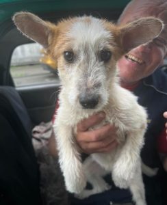 Jasmine a brown and white rescue dog | 1 dog at a time rescue UK