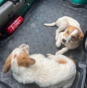 Jasmine a brown and white rescue dog | 1 dog at a time rescue UK