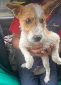 Jeorgie a brown and white rescue dog | 1 dog at a time rescue UK