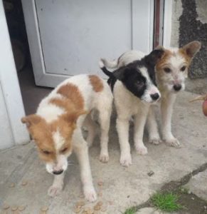 Jeorgie a brown and white rescue dog | 1 dog at a time rescue UK