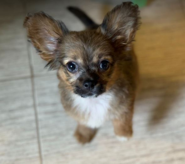 Bamby a brown rescue dog 1_1 dog at a time rescue UK Bamby a brown rescue dog | 1 dog at a time rescue UK