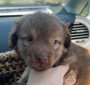 Choco a brown rescue dog | 1 dog at a time rescue UK