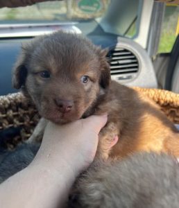 Choco a brown rescue dog | 1 dog at a time rescue UK