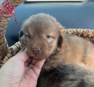 Choco a brown rescue dog | 1 dog at a time rescue UK