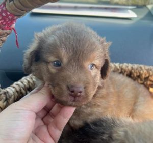 Choco a brown rescue dog | 1 dog at a time rescue UK