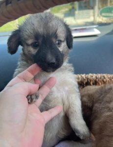 Gracie a fawn rescue dog | 1 dog at a time rescue UK