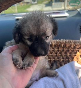 Gracie a fawn rescue dog | 1 dog at a time rescue UK