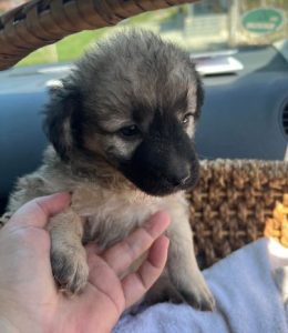 Gracie a fawn rescue dog | 1 dog at a time rescue UK