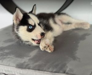 Pasha a black and white rescue dog | 1 dog at a time rescue UK