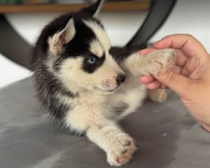 Pasha a black and white rescue dog | 1 dog at a time rescue UK