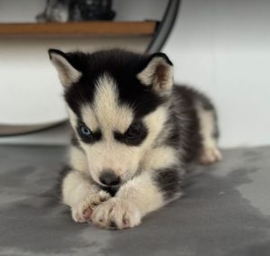 Pasha a black and white rescue dog | 1 dog at a time rescue UK