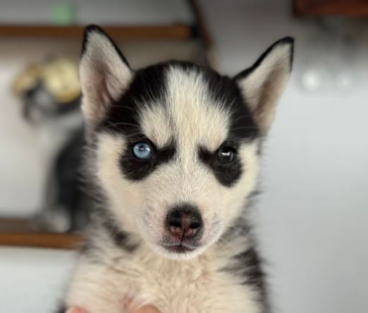 Pasha a black and white rescue dog 8_1 dog at a time rescue UK Pasha a black and white rescue dog | 1 dog at a time rescue UK