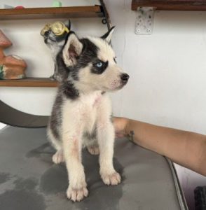 Pepe a black and white rescue dog | 1 dog at a time rescue UK