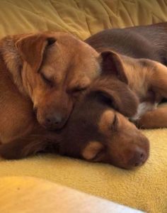 Myra a brown rescue dog | 1 dog at a time rescue UK