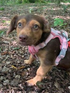 Myra a brown rescue dog | 1 dog at a time rescue UK