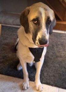 Dexter a brown and white rescue dog | 1 dog at a time rescue UK