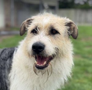 Harley a white brown and black Romanian rescue dog standing | 1 Dog At A Time Rescue UK