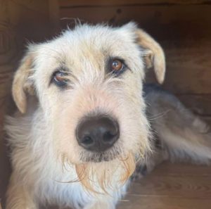 Harley a white brown and black Romanian rescue dog standing | 1 Dog At A Time Rescue UK
