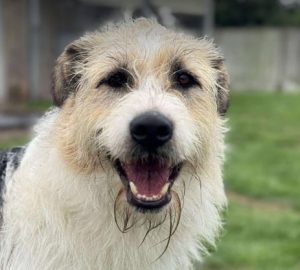 Harley a white brown and black Romanian rescue dog standing | 1 Dog At A Time Rescue UK
