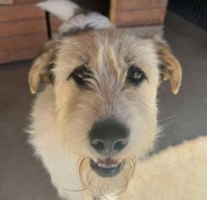 Harley a white brown and black Romanian rescue dog standing | 1 Dog At A Time Rescue UK