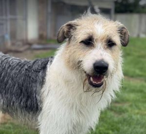 Harley a white brown and black Romanian rescue dog standing | 1 Dog At A Time Rescue UK