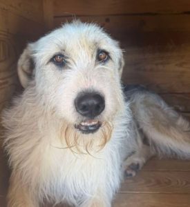 Harley a white brown and black Romanian rescue dog standing | 1 Dog At A Time Rescue UK