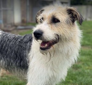 Harley a white brown and black Romanian rescue dog standing | 1 Dog At A Time Rescue UK