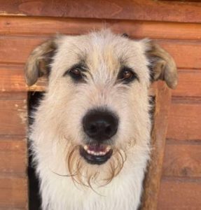 Harley a white brown and black Romanian rescue dog standing | 1 Dog At A Time Rescue UK