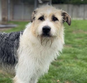Harley a white brown and black Romanian rescue dog standing | 1 Dog At A Time Rescue UK