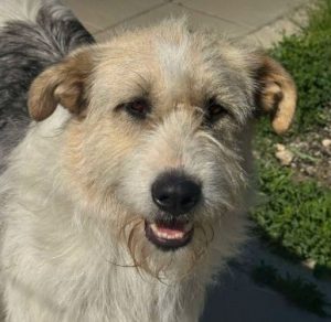 Harley a white brown and black Romanian rescue dog standing | 1 Dog At A Time Rescue UK