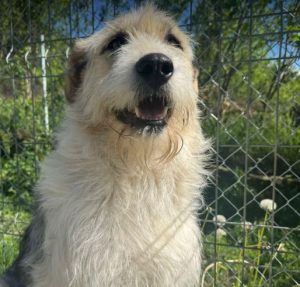 Harley a white brown and black Romanian rescue dog standing | 1 Dog At A Time Rescue UK