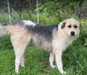Harley a white brown and black Romanian rescue dog standing | 1 Dog At A Time Rescue UK